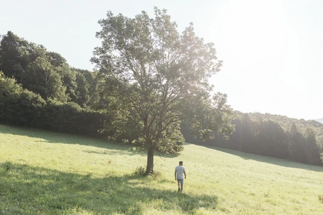 Mann geht auf einer sonnenbelichteten Wiese zu einem großen Laubbaum.