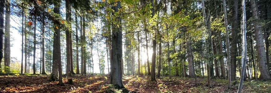 Laubwald, Waldboden, Sonne