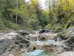 Wald - Wasser