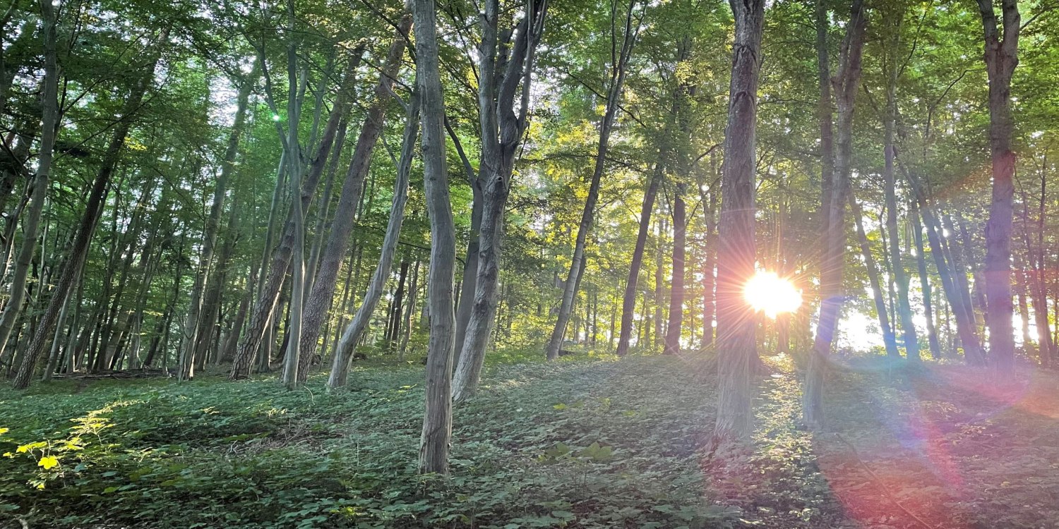 Header Wald &amp; Gesundheit