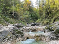 Wald - Wasser