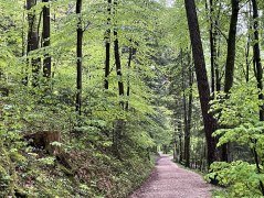 Bild Zertifizierungsverfahren Wald&amp;Gesundheit, © Bayerischer Heilbäder-Verband e.V.